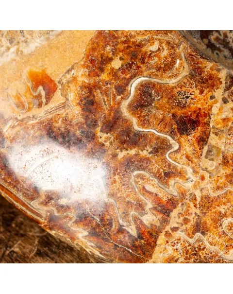 Ammonite Cleoniceras