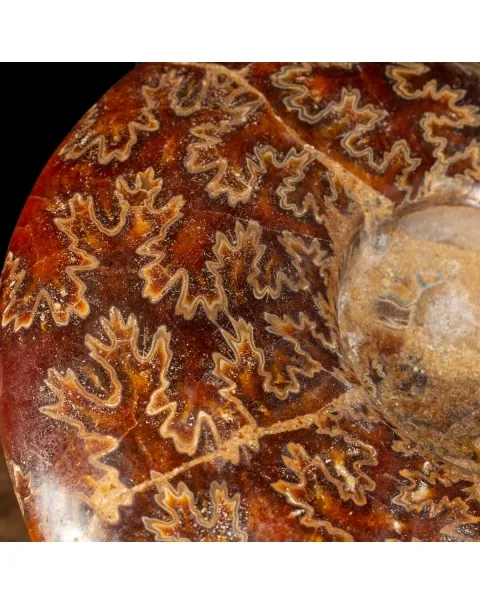 Ammonite Cleoniceras
