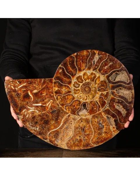Ammonite Cleoniceras