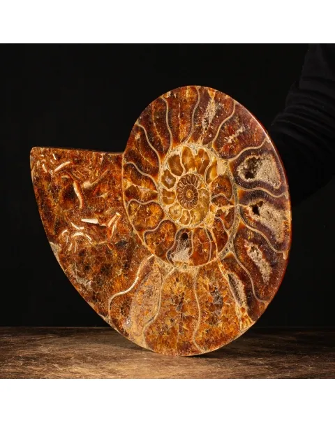 Ammonite Cleoniceras