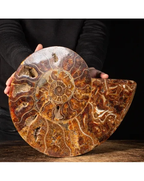 Ammonite Cleoniceras