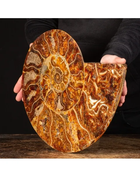 Ammonite Cleoniceras