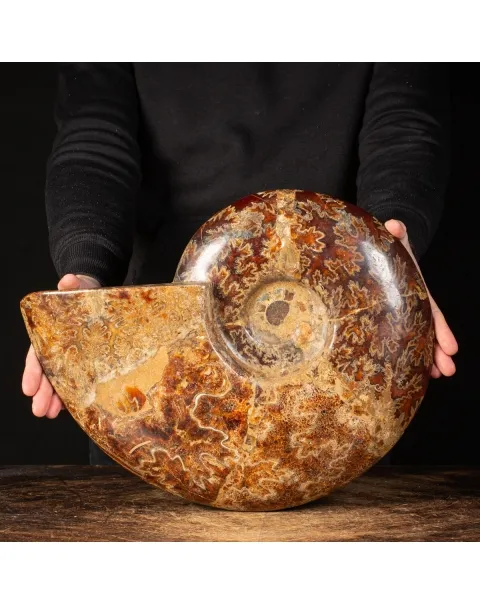 Ammonite Cleoniceras