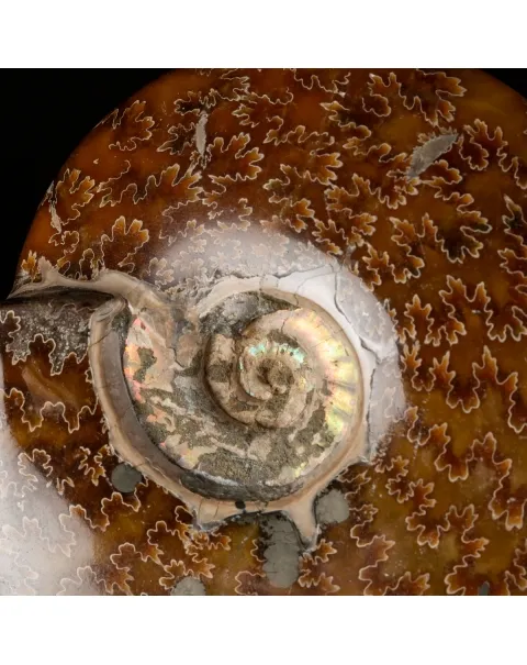 Ammonite Cleoniceras