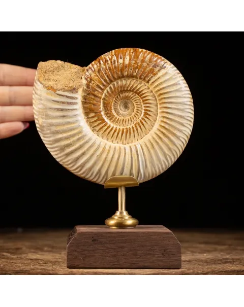 Ammonite Douvilleiceras