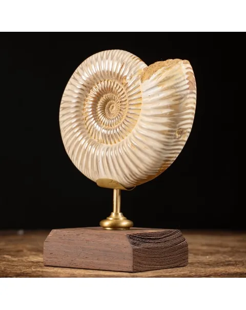 Ammonite Douvilleiceras