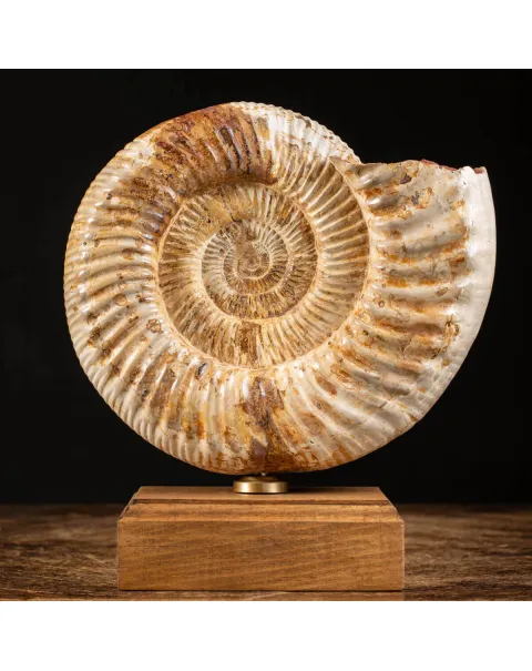 Ammonite Perisphinctes montata su Base in Legno
