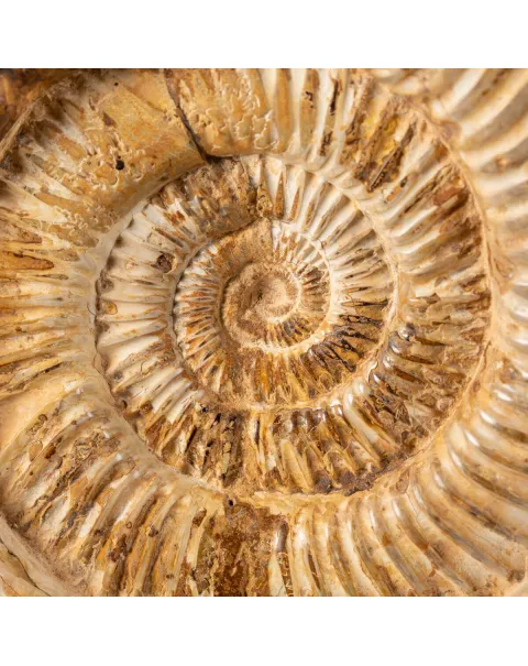 Ammonite Perisphinctes montata su Base in Legno