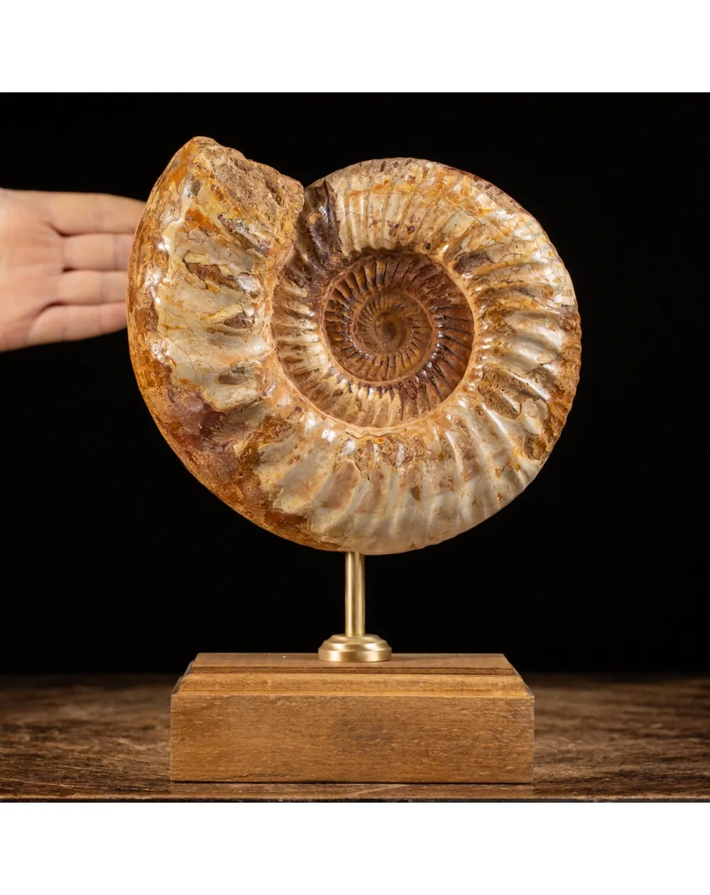 Ammonite Douvilleiceras