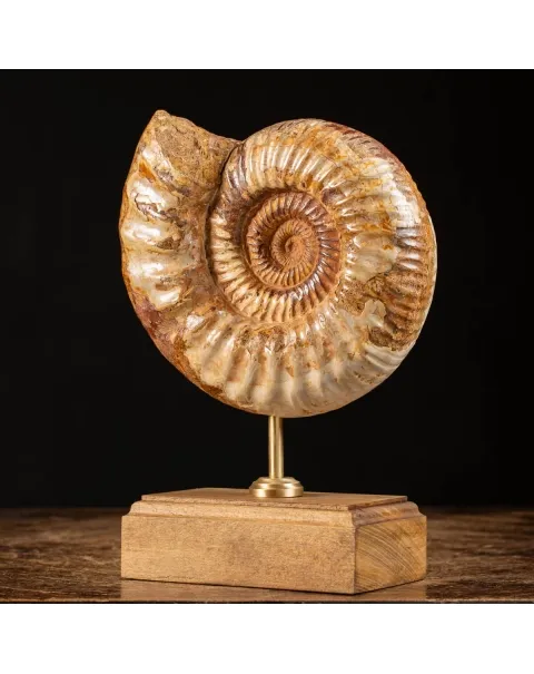 Ammonite Douvilleiceras