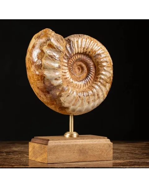 Ammonite Douvilleiceras