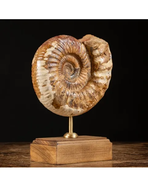 Ammonite Douvilleiceras