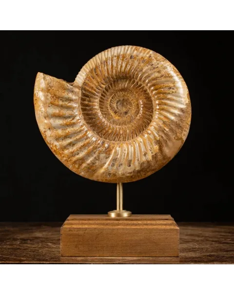 Ammonite Douvilleiceras su base