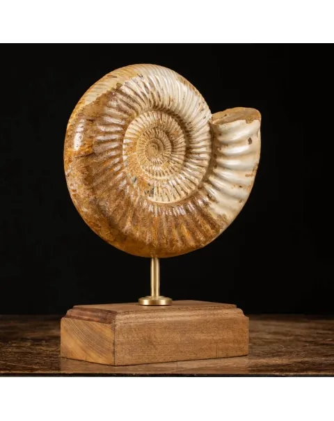 Ammonite Douvilleiceras su base