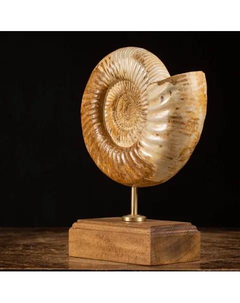 Ammonite Douvilleiceras su base