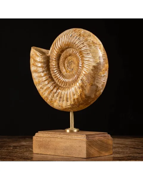 Ammonite Douvilleiceras su base