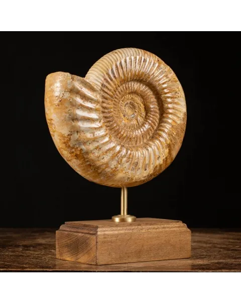 Ammonite Douvilleiceras su base