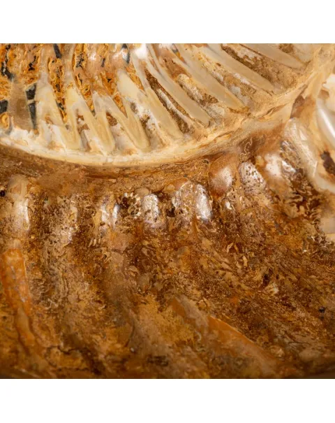 Ammonite Douvilleiceras su base