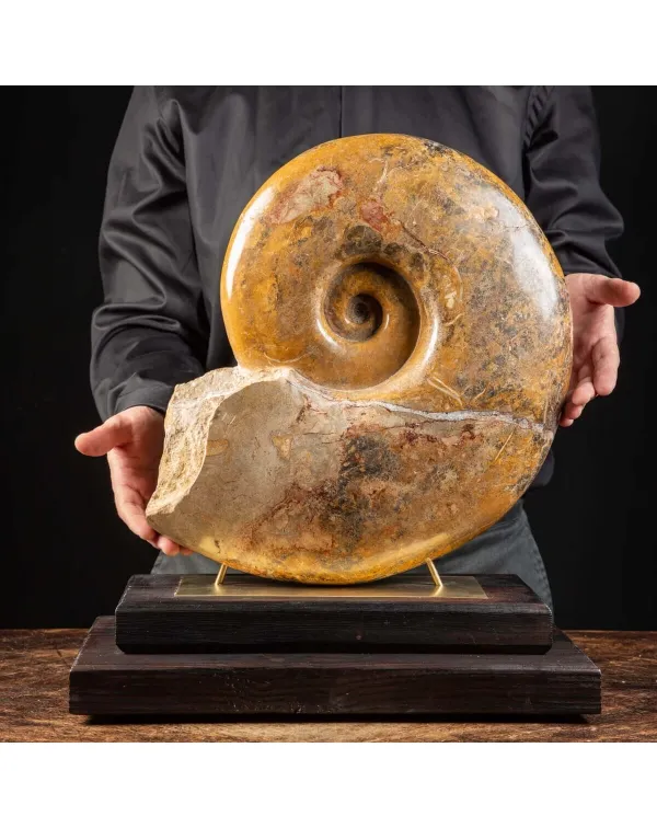 Ammonite Pachylytoceras Dilucidum su elegante base