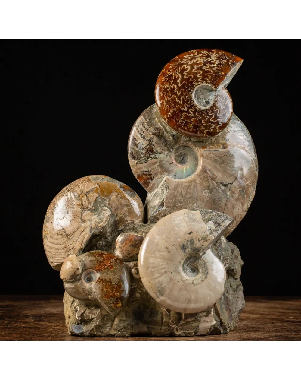 Gruppo Ammonite Cleoniceras