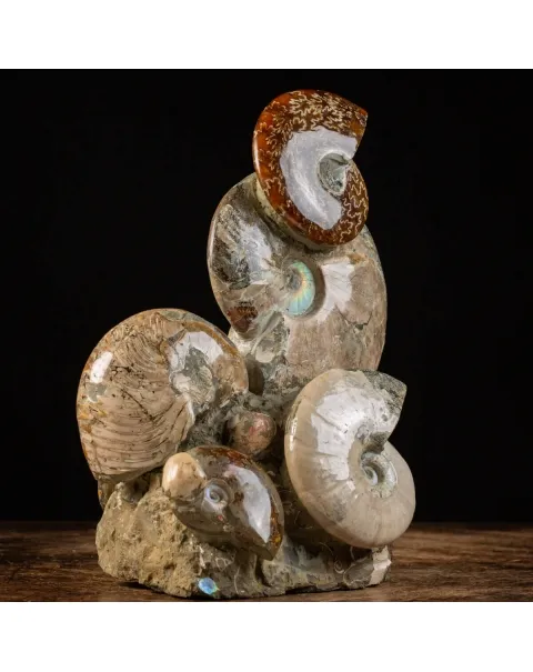 Gruppo Ammonite Cleoniceras