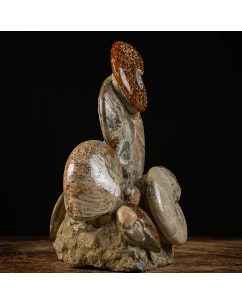 Gruppo Ammonite Cleoniceras