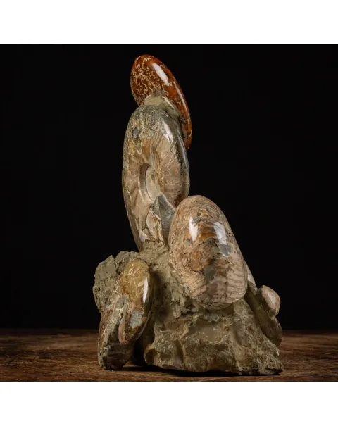 Gruppo Ammonite Cleoniceras