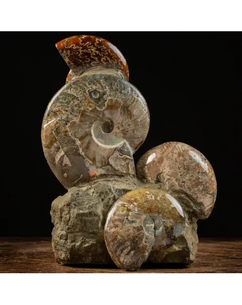 Gruppo Ammonite Cleoniceras