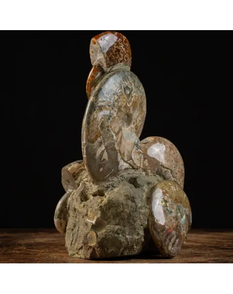 Gruppo Ammonite Cleoniceras
