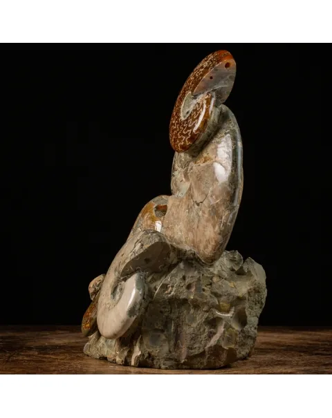 Gruppo Ammonite Cleoniceras