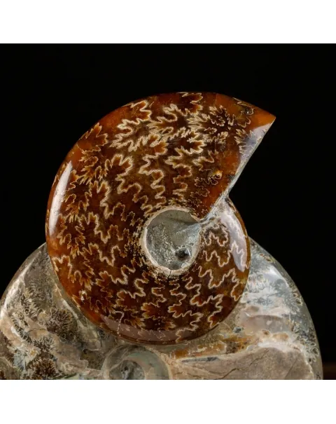 Gruppo Ammonite Cleoniceras
