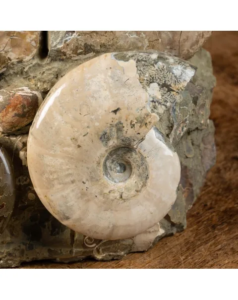 Gruppo Ammonite Cleoniceras