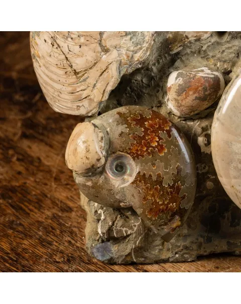 Gruppo Ammonite Cleoniceras