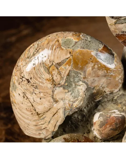 Gruppo Ammonite Cleoniceras