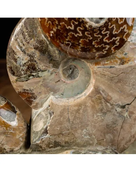 Gruppo Ammonite Cleoniceras