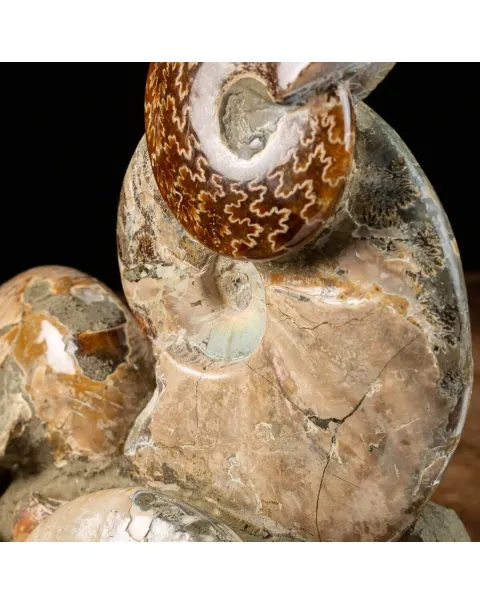 Gruppo Ammonite Cleoniceras