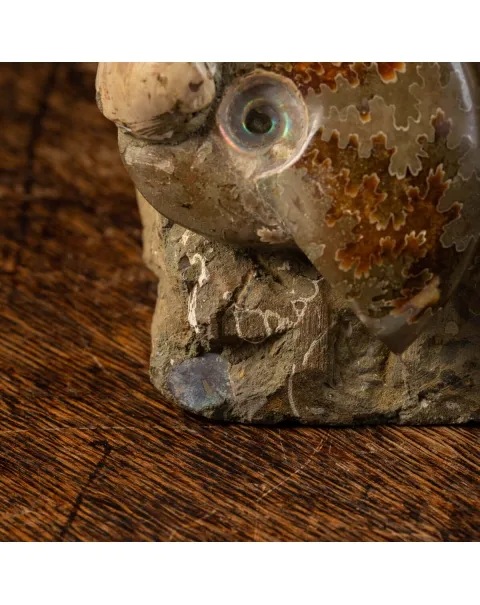 Gruppo Ammonite Cleoniceras