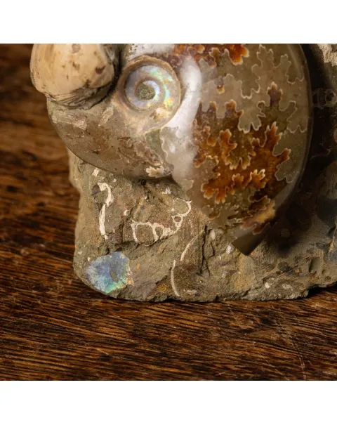 Gruppo Ammonite Cleoniceras