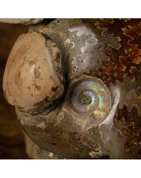 Gruppo Ammonite Cleoniceras