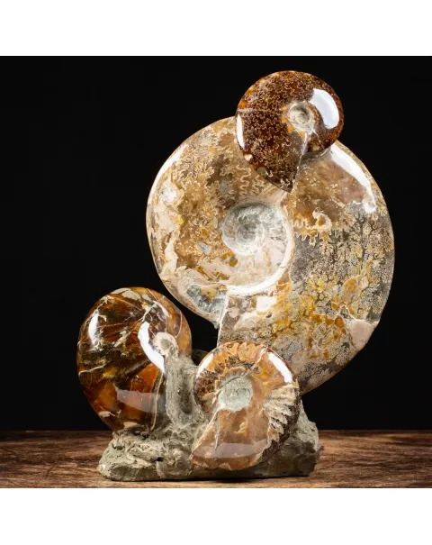 Gruppo di Ammoniti Cleoniceras e Nautilus