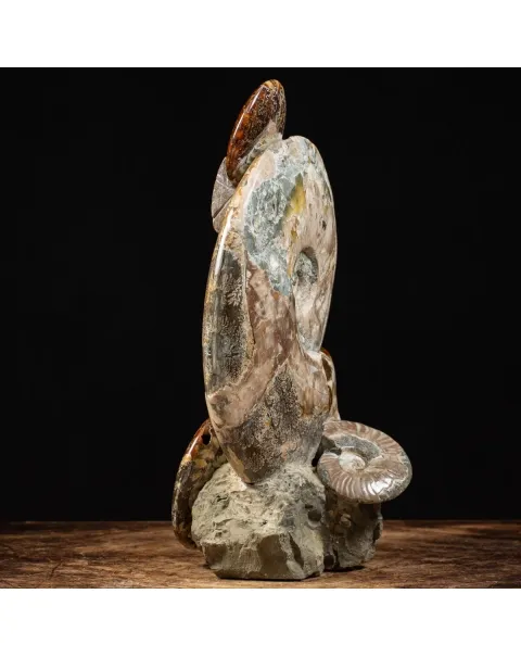 Gruppo di Ammoniti Cleoniceras e Nautilus