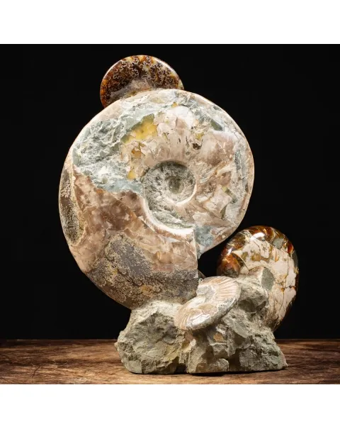 Gruppo di Ammoniti Cleoniceras e Nautilus
