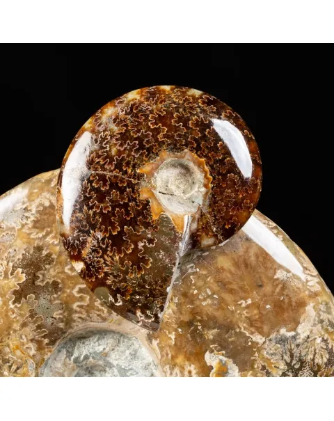 Gruppo di Ammoniti Cleoniceras e Nautilus