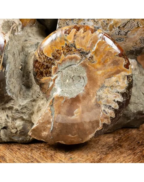 Gruppo di Ammoniti Cleoniceras e Nautilus
