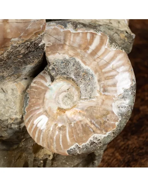 Gruppo di Ammoniti Cleoniceras e Nautilus