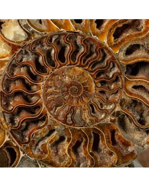 Ammonite Cleoniceras Sezionata