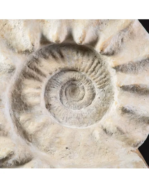 Enorme Ammonite Kranaosphinctes Sp. su base girevole