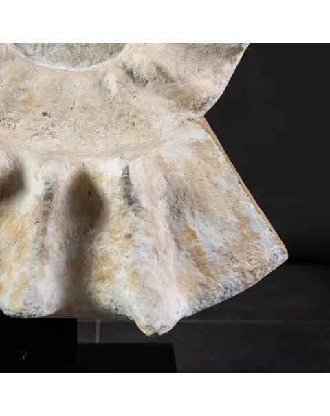 Enorme Ammonite Kranaosphinctes Sp. su base girevole