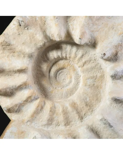 Enorme Ammonite Kranaosphinctes Sp. su base girevole