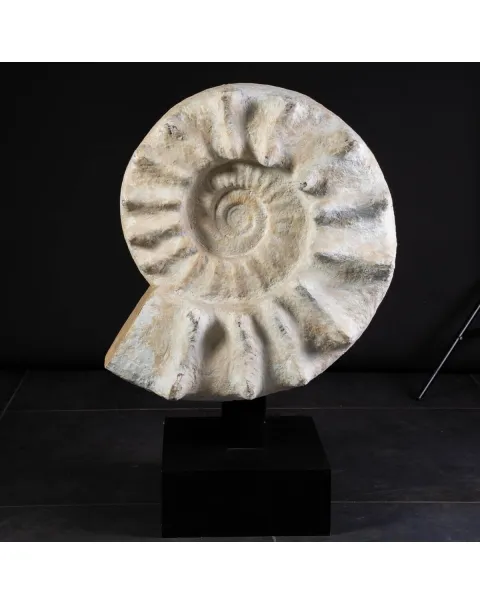 Enorme Ammonite Kranaosphinctes Sp. su base girevole